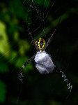 Signature Spider (Argiope Anasuja) - Animal India