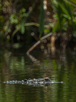 American Alligator