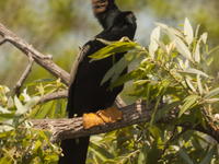 American Anhinga