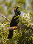 American Anhinga