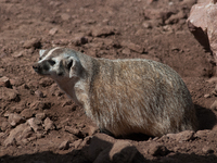 American Badger