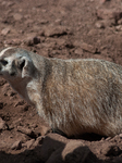 American Badger