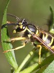 Eastern Yellow Jacket Wasp