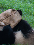 Giant Pandas Play at Chongqing Zoo.