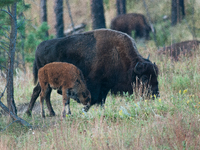 American Bison