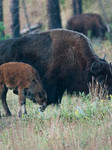 American Bison