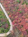 Red Leaves Covering Mountains in Ruzhao.