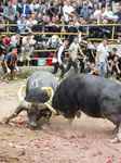 Bullfight.