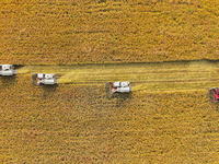 Rice Harvest in Suqian