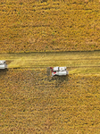 Rice Harvest in Suqian.