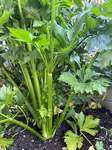 Agriculture In Canada - Celery