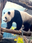 Beijing Zoo Giant Panda.