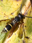 Mason Wasp