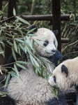 China Giant Panda Wild Population Grows.