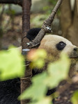 Chengdu Research Base of Giant Panda Breeding.