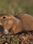 Prarie Dog