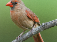 Northern Cardinal (Bird)