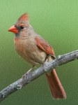 Northern Cardinal (Bird)