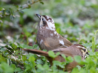 White-browed Laughingthrush.