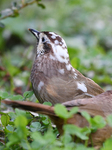 White-browed Laughingthrush.