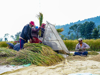 Harvesting Paddy Crops In Nepal.