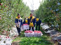 Apples Harvest in Weinan.