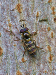 Hoverfly