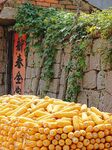 Corn Dry in Qingdao.