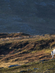 Reindeer At Nordkapp