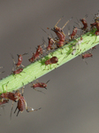 Bronze Brown Dandelion Aphids