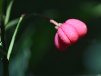 Fruit Growing On A European Spindle Tree