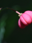 Fruit Growing On A European Spindle Tree