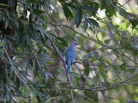 A Bird Perches On A Tree Branch In Poonch District, Jammu And Kashmir