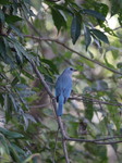 A Bird Perches On A Tree Branch In Poonch District, Jammu And Kashmir