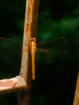 Coral-tailed Cloudwing - Tholymis Tillarga - Animal India