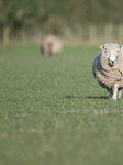 Sheep Farm In New Zealand