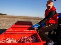 Galicia Garlic Planting In Lesser Poland Region