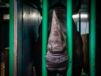 An Adult Male Rhino Moves From Netherlands To Belgium.