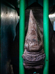 An Adult Male Rhino Moves From Netherlands To Belgium.