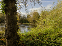 Park, Green Space, Council, Lake, Autumn. Autumnal, Sunshine, Trees, Shrubs