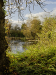 Park, Green Space, Council, Lake, Autumn. Autumnal, Sunshine, Trees, Shrubs