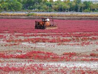 Red Sea Beach in Qingdao