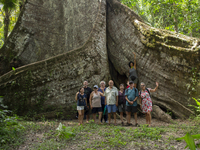 Samauma Tree In The Brazilian Amazon