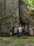 Samauma Tree In The Brazilian Amazon