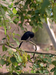 Black Drongo Bird