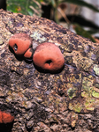 Daldinia Concentrica  - King Alfred's Cakes Fungus 