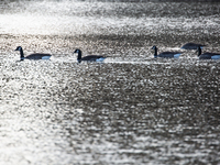 Birds In The Tinnerö Oak Landscape Nature Reserve In Linkoping 