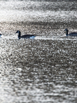 Birds In The Tinnerö Oak Landscape Nature Reserve In Linkoping 