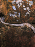 Ecdysis - Snake Shed Skin - Animal India