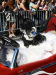 Tompkins Square Halloween Dog Parade